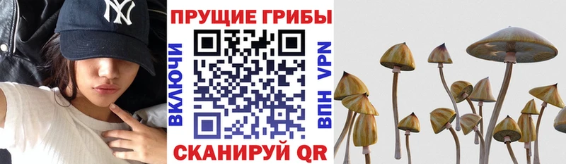 Псилоцибиновые грибы Psilocybe где купить Красноперекопск